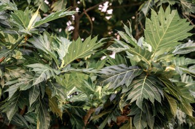 Dense green foliage of tropical breadfruit tree in Krabi, Thailand