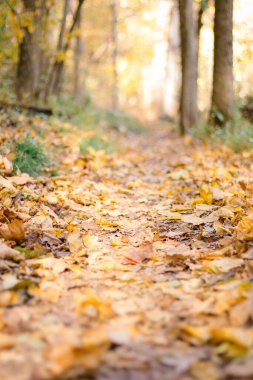 Golden autumn path covered in leaves, glowing softly in sunlight.