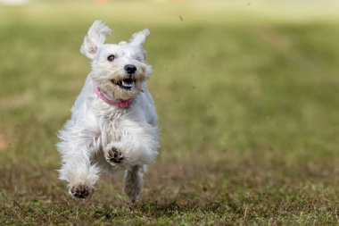 Minyatür Schnauzer Koşu Pisti Hızlı Köpek Sporu