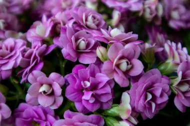 Vibrant pink blossoms showcase delicate petals and lush green foliage.