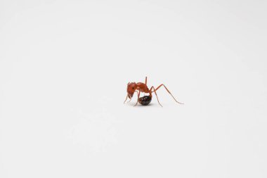 An ant curled over itself against solid white background