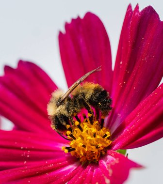 Close up of bee gathering pollen from flower on summer day.