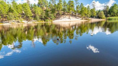 Tucson, Arizona 'da bir Mallard.