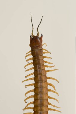 Looking down on head end of a centipede on plain background