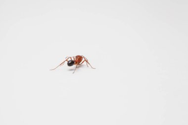 An ant walking away against solid white backdrop