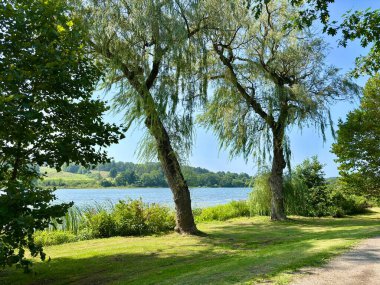 Lakeside view with weeping willow trees on a sunny afternoon