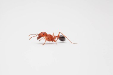 Close-up of worker ant facing left on solid white backdrop
