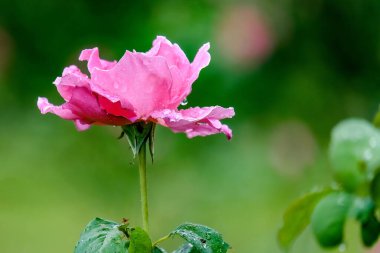 Yağmur damlalı pembe gül çiçeği