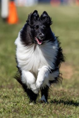 Shetland Çoban Köpeği Sheltie Koşu Alanı Koşu Pisti Hızlı Köpek Sporu