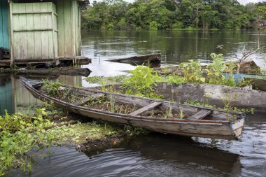 Vegetables growing on floating canoes in amazon riverside community