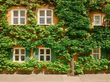 Augsburg, Almanya 'da geleneksel ev cephesini kaplayan yeşil sarmaşık