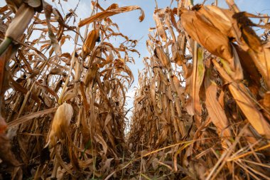 Dried corn stalks growing in Midwest field