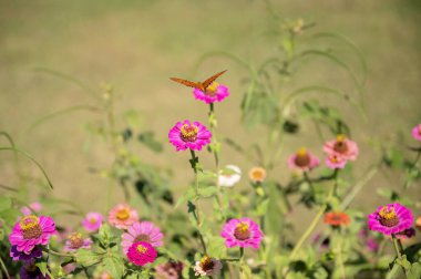 Butterfly hovers above vibrant pink zinnias in garden