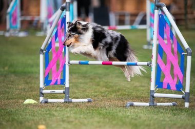 Shetland Çoban Köpeği çeviklik yarışmalarında engellerin üzerinden atlıyor.