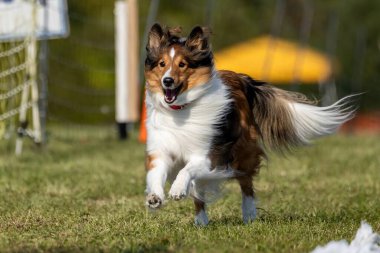 Shetland Çoban Köpeği Sheltie Koşu Alanı Koşu Pisti Hızlı Köpek Sporu