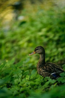 Wild duck in green grass