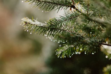 Evergreen branch with dew droplets in soft natural sunlight