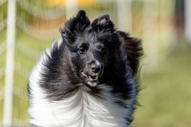 Shetland Çoban Köpeği Sheltie Koşu Alanı Koşu Pisti Hızlı Köpek Sporu