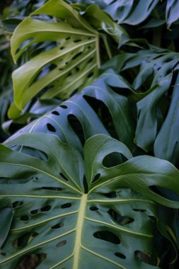 Monstera Plants In Dense Tropical Jungle
