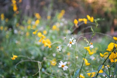 Wild Spanish needle and partridge pea flowers in Florida meadow