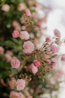 Pink roses in a garden closeup.