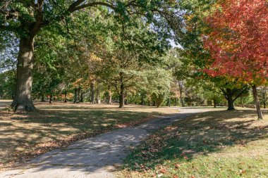 Renkli sonbahar yaprakları ve asfalt yolu olan güneşli bir park manzarası..