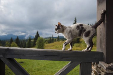 Cat Balancing on Railing with Mountain View