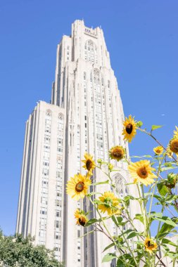 Sunflowers blooming in front of the Cathedral of Learning, Pittsburgh.