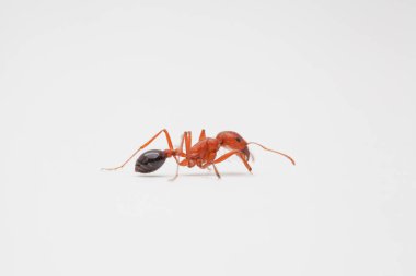 Close-up side view of a worker ant walking away on white backdrop
