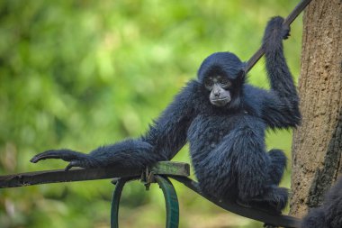 Siamang (Symphalangus syndactylus), Siamese monkey's