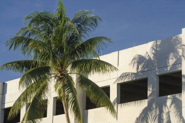 Miami sahilinde palmiye ağaçları