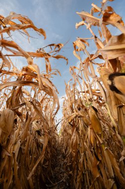 Dried corn stalks growing in a field during fall harvest season