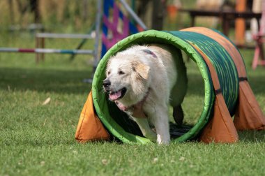 Beyaz köpek bir çeviklik yarışmasında tünelde koşuyor.