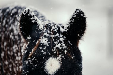Close-up of Bay Horse with Snowflakes on Ears and White Marking