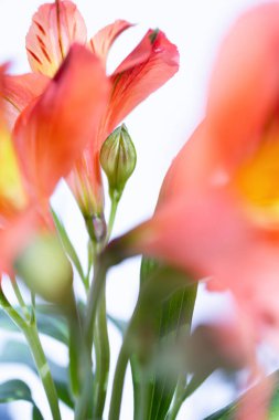 photograph of a flower in a studio with a neutral white background