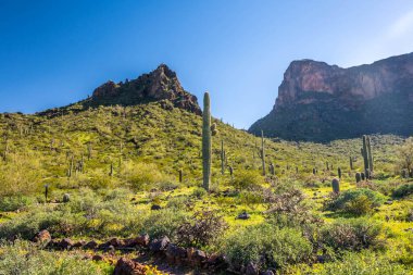 Picacho Tepesi SP, Arizona manzarası