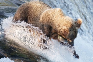 Suda balık yakalayan kahverengi ayıların görüntüsü