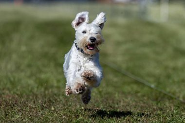 Minyatür Schnauzer Koşu Pisti Hızlı Köpek Sporu