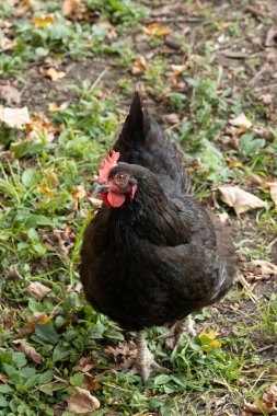 Black hen standing on leafy ground in an outdoor setting