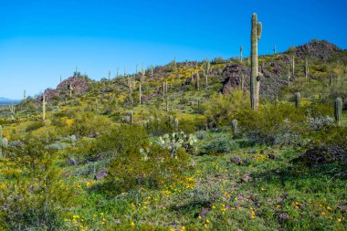 Picacho Tepesi SP, Arizona manzarası