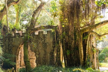 Monserrate bahçelerinde banyan kökleriyle sarmalanmış taş kalıntıları.