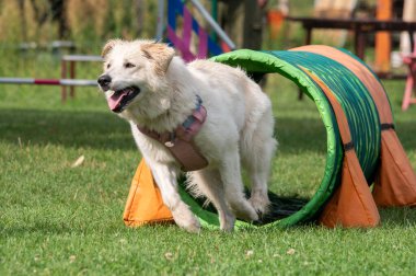 Beyaz köpek bir çeviklik yarışmasında tünelde koşuyor.