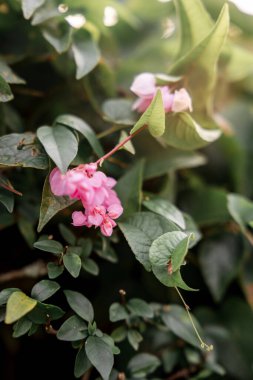Close-up of pink tropical flowers with green leaves