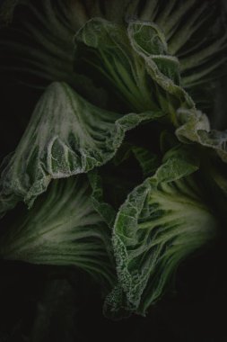 Frosted edges of green ruffled leaves