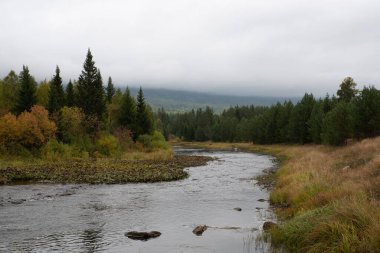 Calm River Flowing Through Lush Green Forest Under Overcast Sky