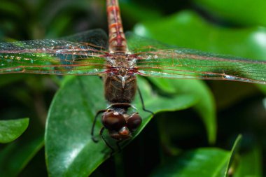 Overhead view looking down on dragonfly clinging to leaf