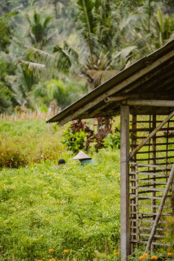 Odaklanmamış Endonezyalı çayır işçilerinin yaşadığı ahşap kulübe.