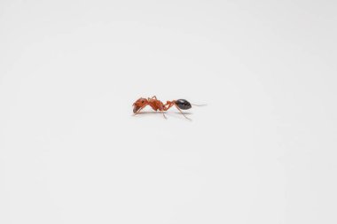 Side view of a worker ant on solid white background
