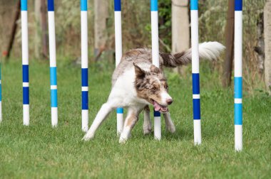 Border Collie running agility weave poles.