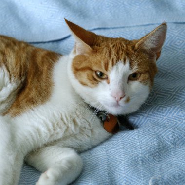 Orange and white cat resting on blue fabric